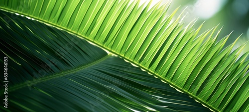Leaf minimal summer plant texture wallpaper banner panorama illustration - Closeup of tropical palm tree laeves  Generative Ai 
