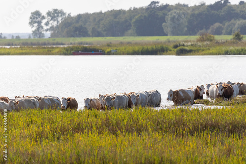 Rinder waten durch den Bodden bei Zingst an der Ostsee. photo