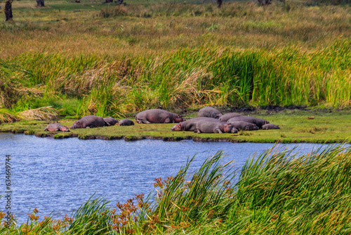 Group of hippos (Hippopotamus amphibius) laying on a lakeshore in Ngorongoro Crater national park, Tanzania