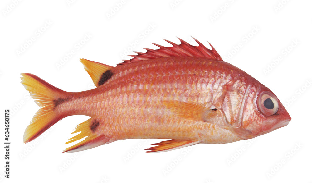 Fototapeta premium Raw squirrel fish isolated on white background 
