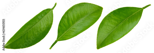 Citrus leaves Clipping Path © Maks Narodenko