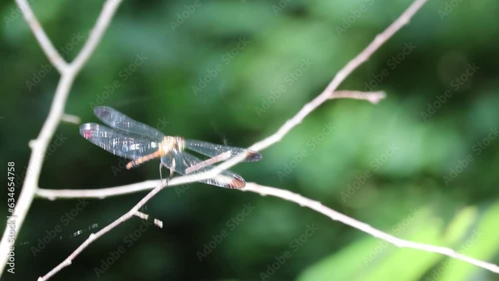 dragonfly perched on a branch dragonfly perched on a branch