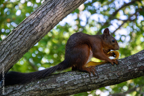 Brown squirrel eating banana peel
