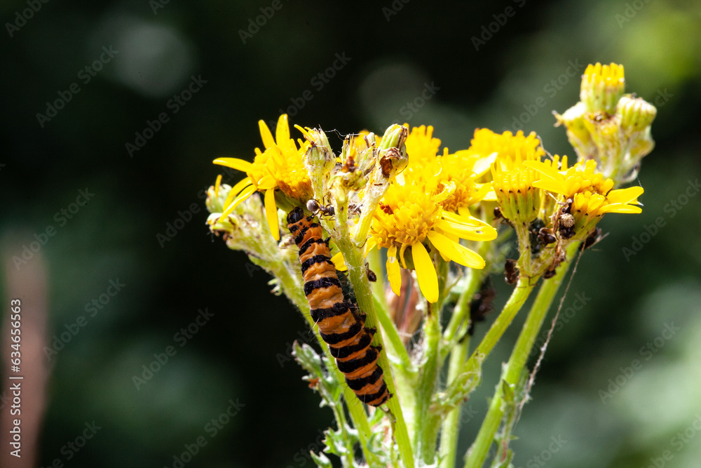 Obraz premium Cinnabar moth caterpillar feeding on ragwort plant