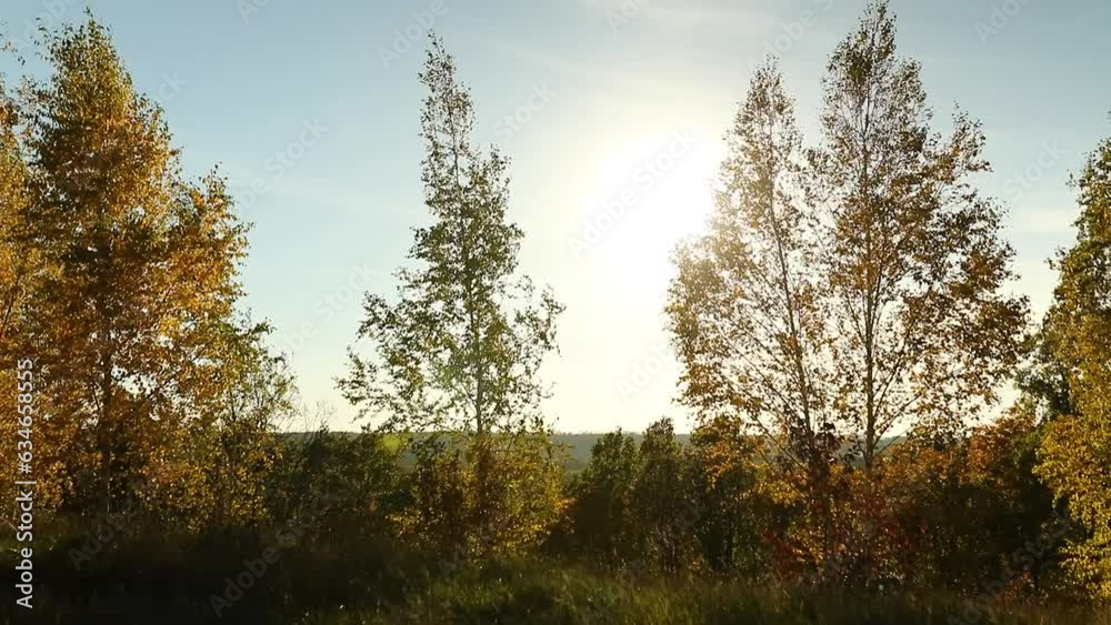 Beautiful yellow autumn leaves landscape, windy Beautiful yellow autumn leaves landscape, windy