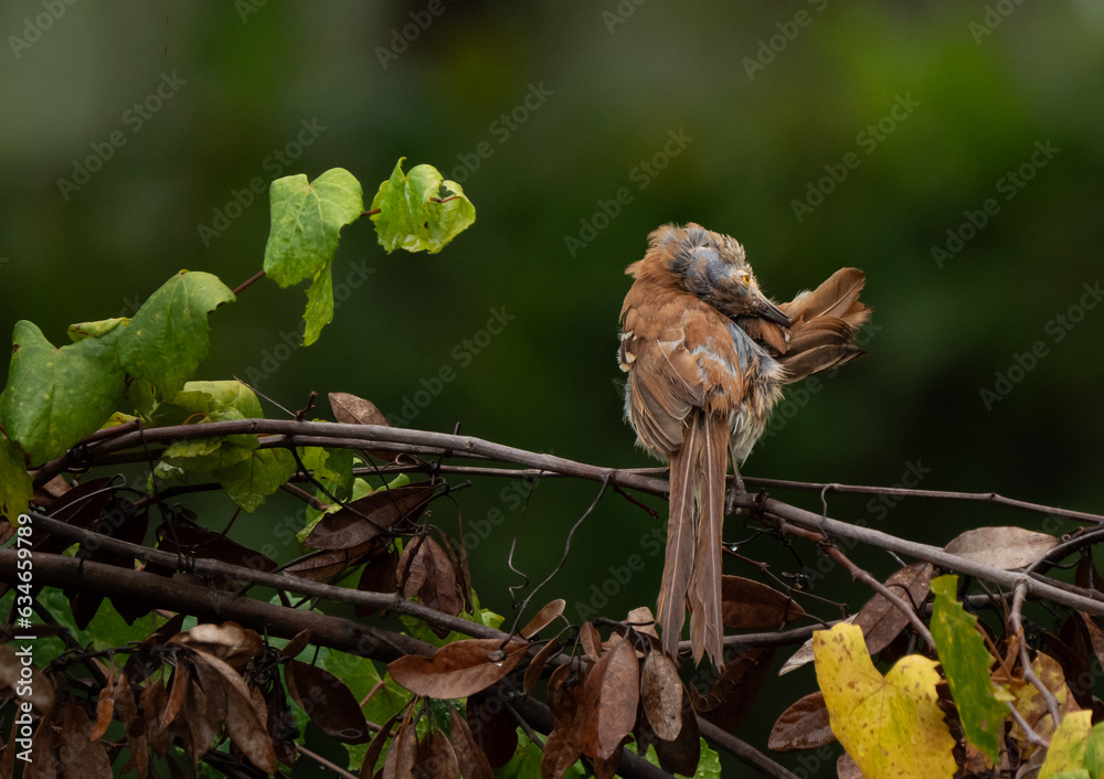 The feather pull of a molting brown thrasher The feather pull of a molting brown thrasher