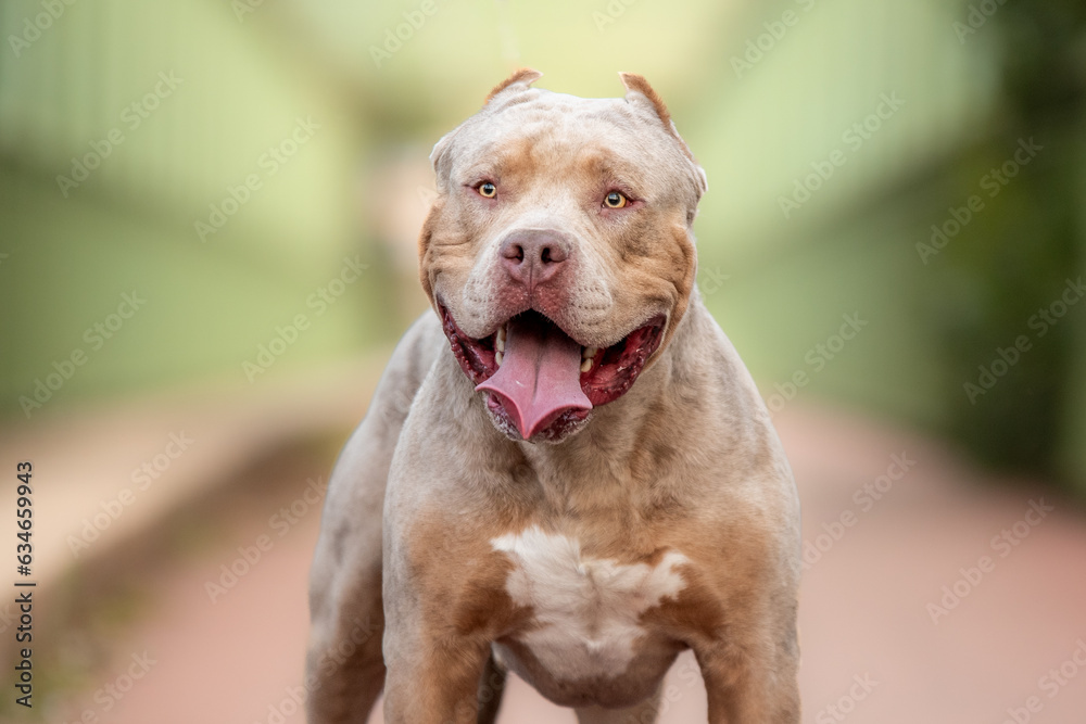 Portrait d'un chien de race american bully xl dans la nature - obrazy, fototapety, plakaty 