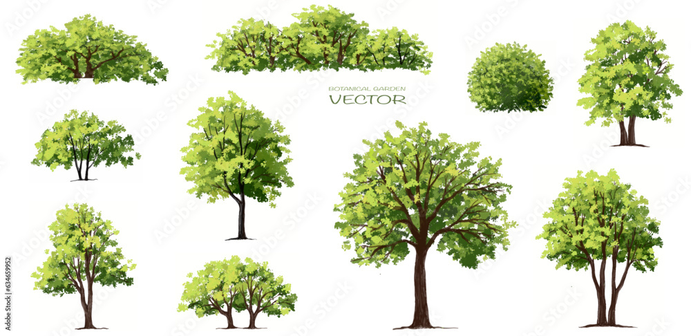 Vector watercolor green tree side view isolated for landscape and architecture drawing, elements for environment and garden,botanical elements for section in spring 