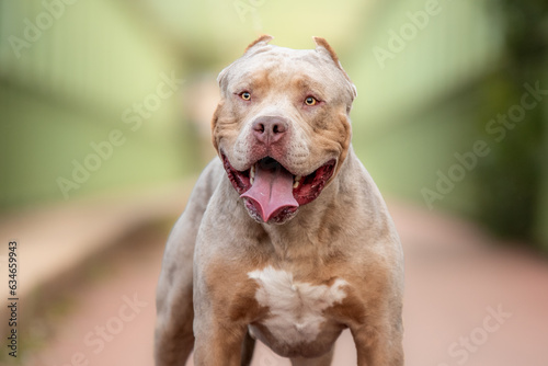 Portrait d'un chien de race american bully xl dans la nature © Alexandre