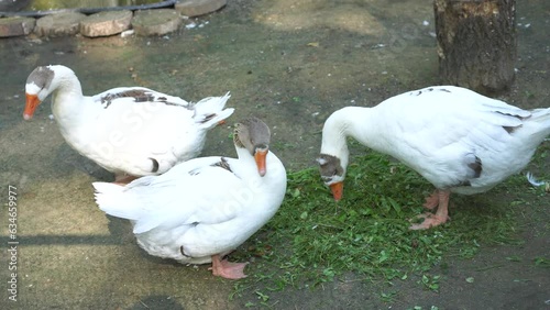 domestic birds large white geese with gray wings eat green grass in an aviary in the poultry yard in summer. The concept of breeding pets photo