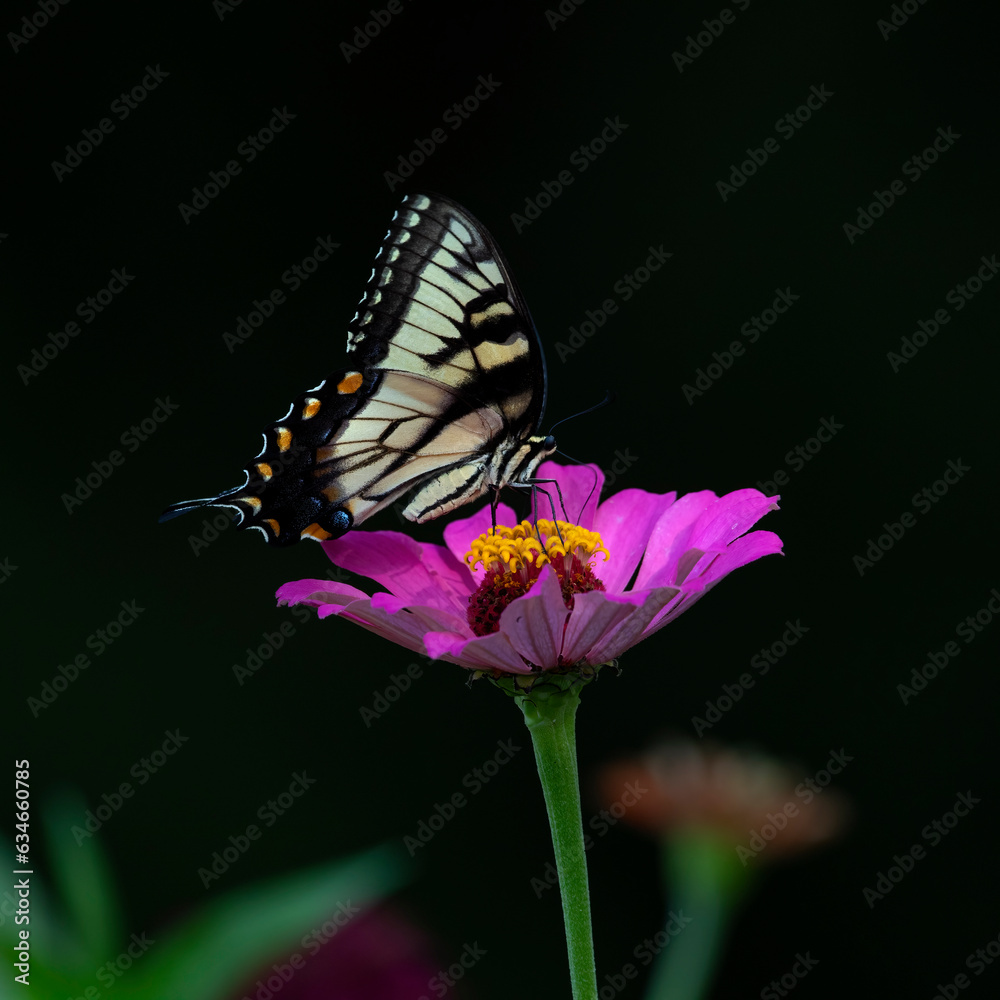 Naklejka premium tiger swallowtail butterfly on flower