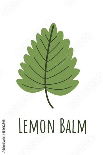 Lemon balm or melissa leaf isolated on white background. Medicinal plant for sleep and relaxation. Natural remedy and food spice. Herb symbol isolated on white background.