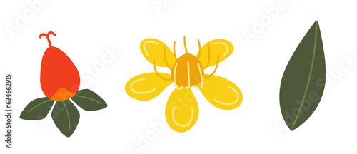 St. John’s Wort flowers, fruits and leaves. Medicinal plant for sleep and relaxation. Natural remedy and food spice. Herb symbol isolated on white background.