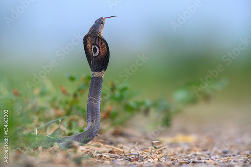 Monocled cobra ,A very poisonous and dangerous snake. photo