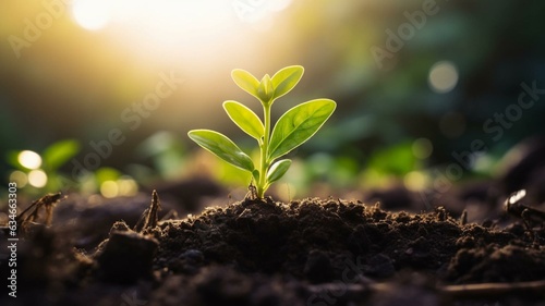 plant seedling growing in the sunlight