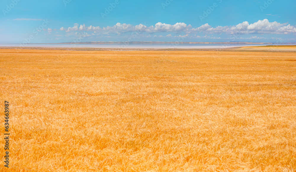 Golden wheat field with amazing Salt Lake in the background