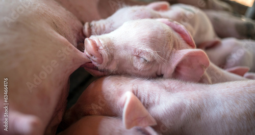 A week-old newborn piglet is suckling from its mother in pig farm,Close-up of Small piglet drinking milk from breast in the farm