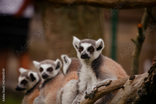 ring lemur