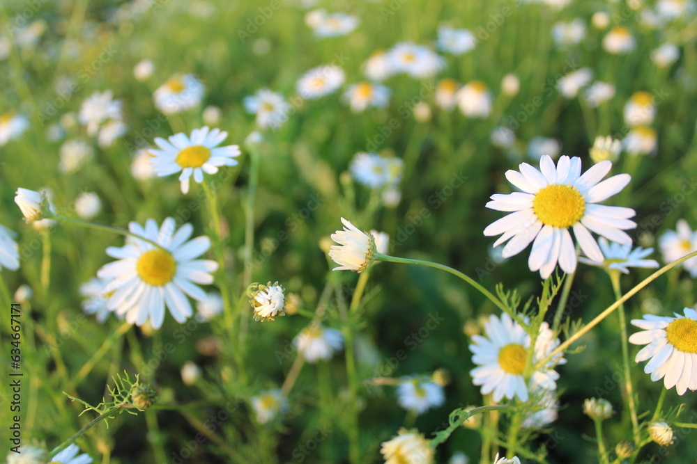 many beautiful flowers of daisies in the meadow in summer many beautiful flowers of daisies in the meadow in summer
