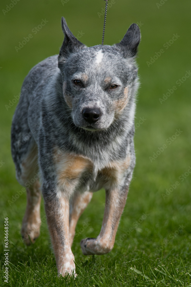 Vertical image of an Australian Cattle Dog walking towards camera Vertical image of an Australian Cattle Dog walking towards camera