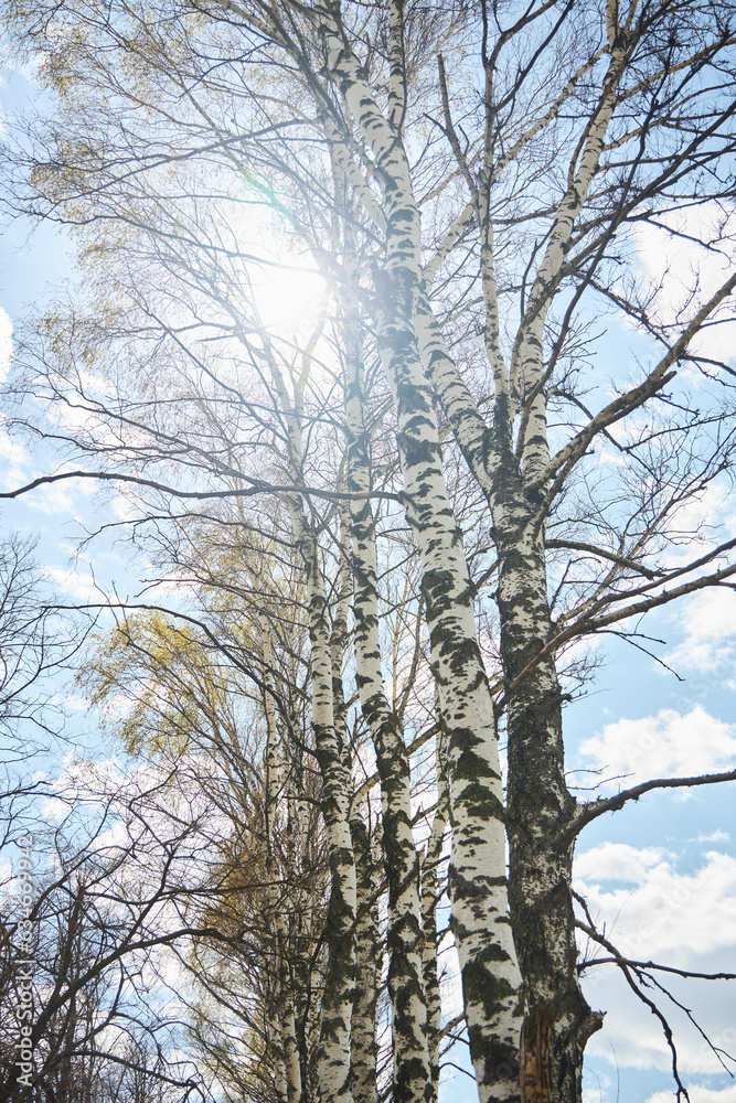 Obraz premium Landscape with birch trees. The sun through the branches of trees. Flora of the Plains