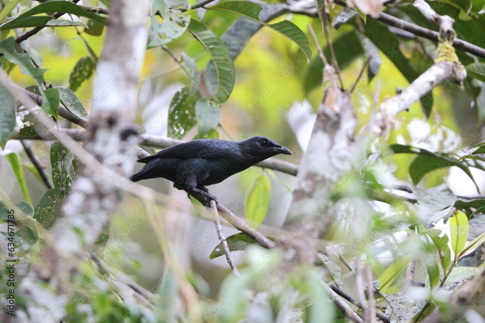 Long-tailed starling (Aplonis magna) is a species of starling in the family Sturnidae. It is endemic to the Schouten Islands off West Papua, in Indonesia. Long-tailed starling (Aplonis magna) is a species of starling in the family Sturnidae. It is endemic to the Schouten Islands off West Papua, in Indonesia.