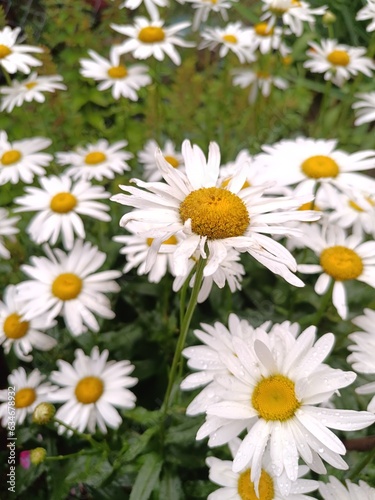 Camomile field. Large chamomile flowers in natural surroundings. White flowers on a green background. Close-up photograph of wildflowers. Nice summer photo.