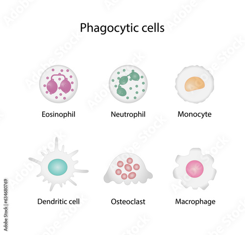 Phagocytic cells. Phagocytosis. Macrophages, dendritic cells, neutrophils, monocytes, osteoclasts and eosinophils are immune response to infections. Vector illustration.