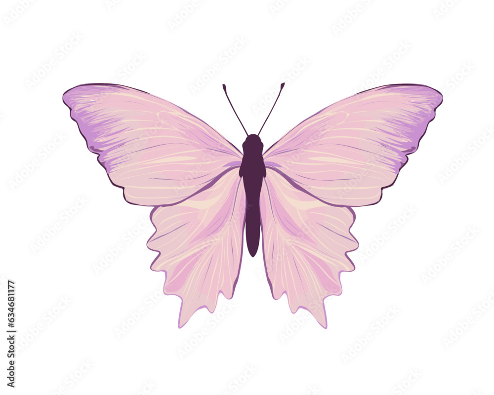 butterfly isolated on white butterfly isolated on white