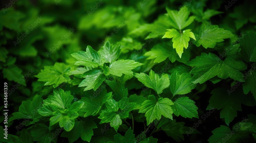 Green folliage leafs Green folliage leafs