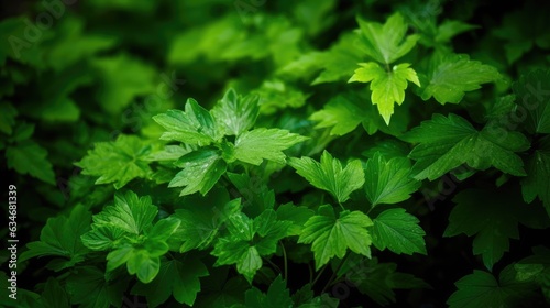 Green folliage leafs photo
