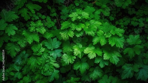 Green folliage leafs photo