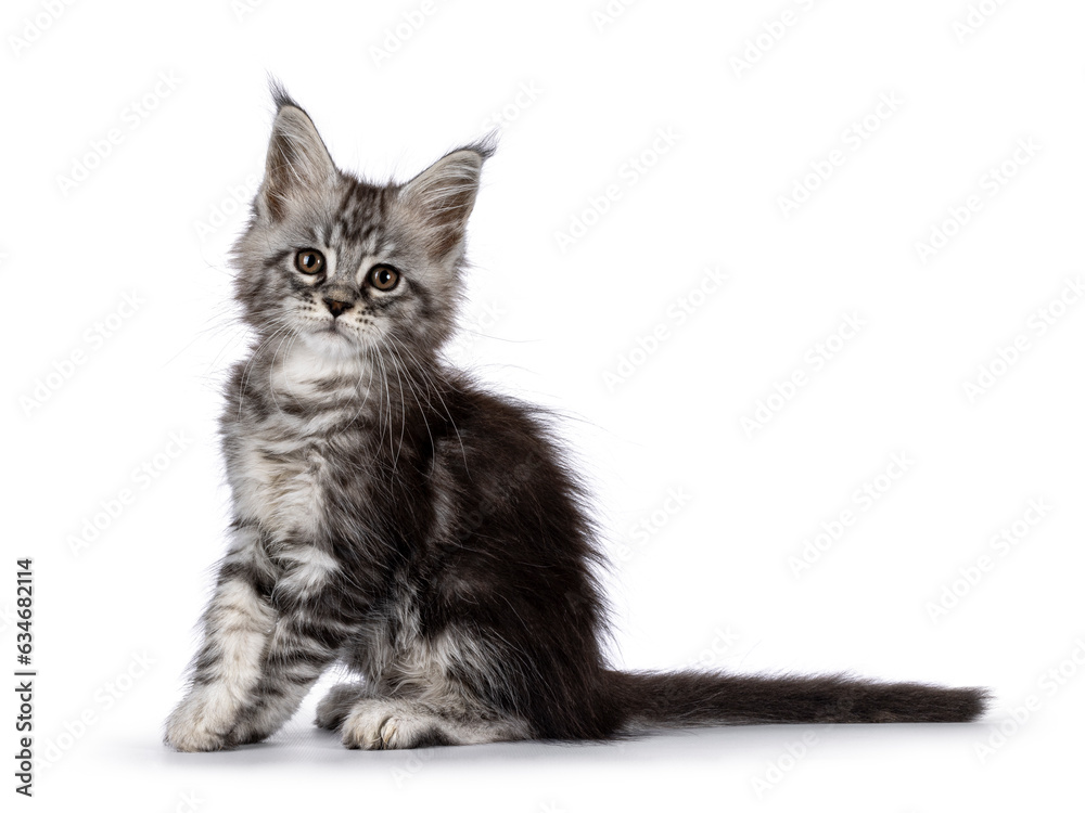 Cute silver gray cat kitten, sitting up side ways. Looking towards camera. Isolated on a white background.