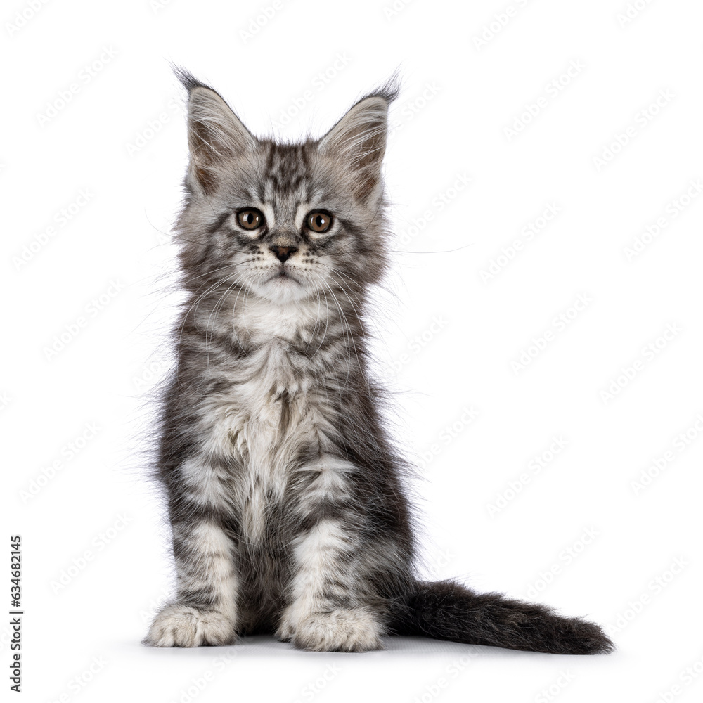 Cute silver gray cat kitten, sitting up facing front. Looking towards camera. Isolated on a white background.