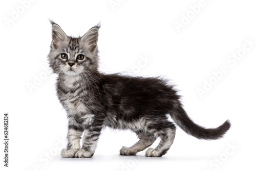 Cute silver gray cat kitten, standing up side ways. Looking towards camera. Isolated on a white background.