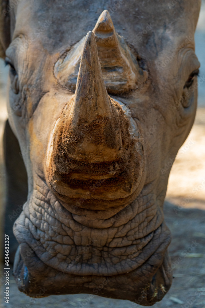 Fototapeta premium rhino close up