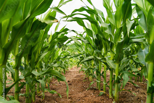 Green spring corn field. Maize crops. Rural landscape background. Copy space.
