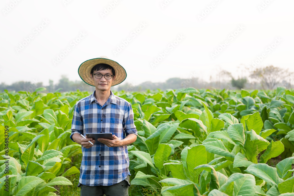 Asian male gardener holding tablet examining plant growth in tobacco garden Agricultural Research Concepts and Tobacco Agronomy Quality Development in Thailand.