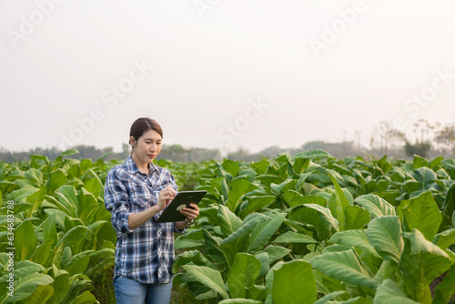 Asian gardener woman holding tablet examining plant growth in tobacco garden Agricultural research concepts and quality development of tobacco field crops in Thailand. Tobacco concepts.