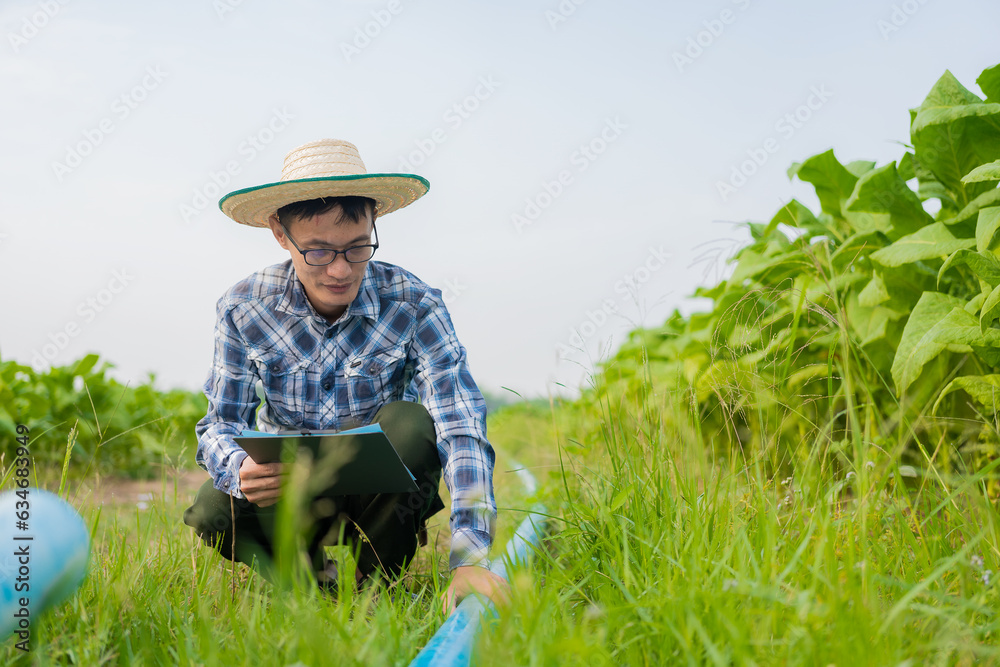 Asian male gardener holding tablet examining plant growth in tobacco garden Agricultural Research Concepts and Tobacco Agronomy Quality Development in Thailand.