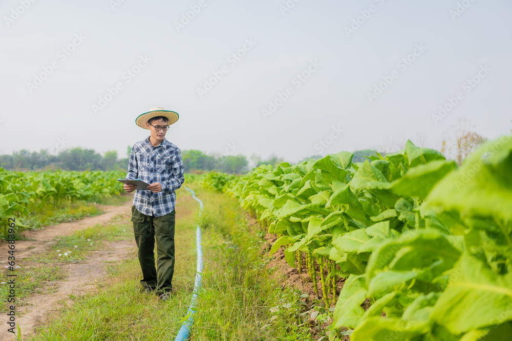 Asian male gardener holding tablet examining plant growth in tobacco garden Agricultural Research Concepts and Tobacco Agronomy Quality Development in Thailand.