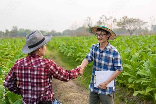 Two asian male gardeners holding tablets hand in hand in tobacco plantation. Agricultural Research Concepts and Quality Development of Tobacco Field Crops in Thailand.