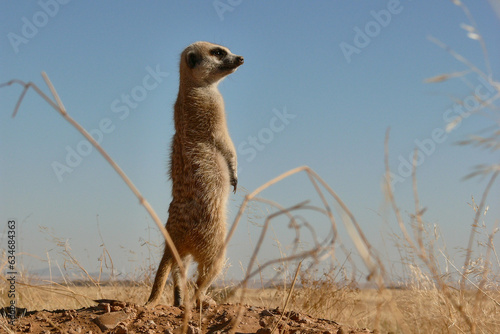 suricate, suricata suricatta, upright on outlook, watchful © dblumenberg
