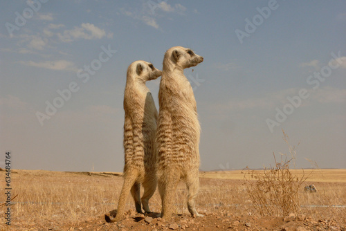 two meerkats, suricata suricatta, standing upright watching environment