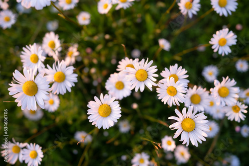 Small daisies on a background of green grass. Flowers and blurred background. Photo for design and background.