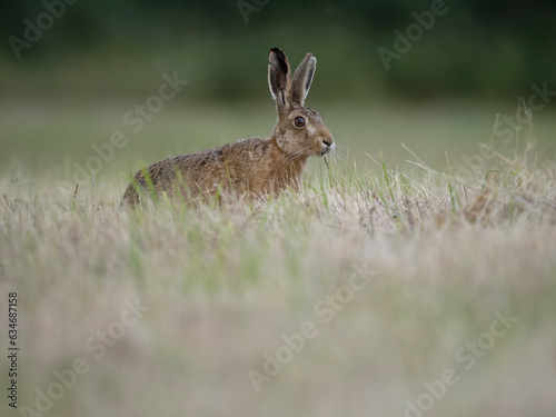 Fototapeta Naklejka Na Ścianę i Meble -  European hare or Brown hare, Lepus europaeus