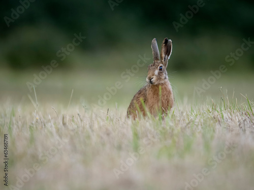 European hare or Brown hare, Lepus europaeus © Erni