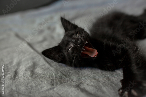 The adorable black cat lie in the  grey blanket on the bed. The cute kitten relax