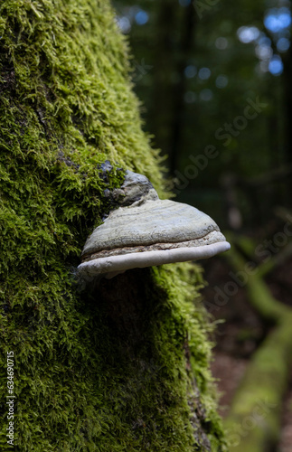 Moss and mushrooms on old rotten trees. Fungus. Beech leaves. At the forest of National Park Hoge Veluwe Gelderland. Kroondomeinen. Netherlands. 
