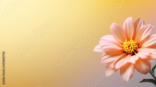 pink flowers and yellow background